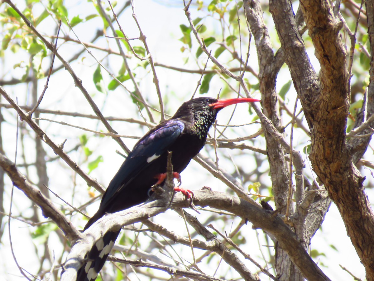 Violet Woodhoopoe (Violet) - ML639536743