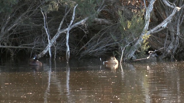 オオリュウキュウガモ - ML639536762