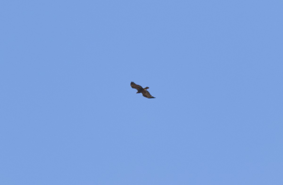 Беркут - ML639536791