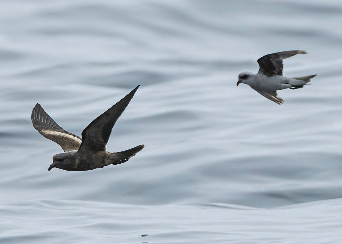 ML639536876 - Tristram's Storm-Petrel - Macaulay Library