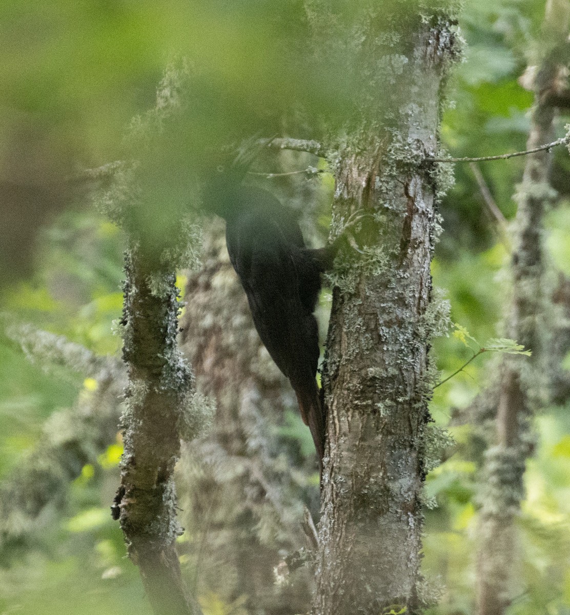 Black Woodpecker - ML639536901