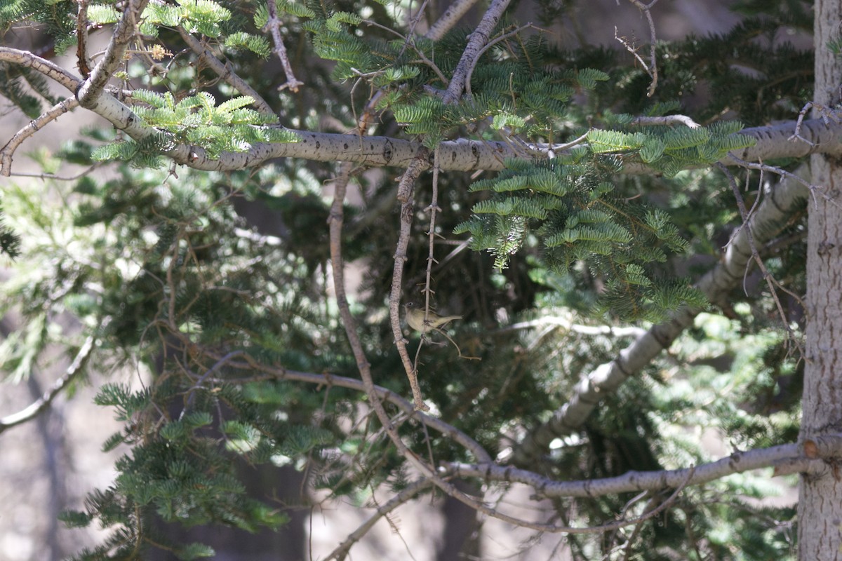 Віреон зеленоспинний - ML639536905