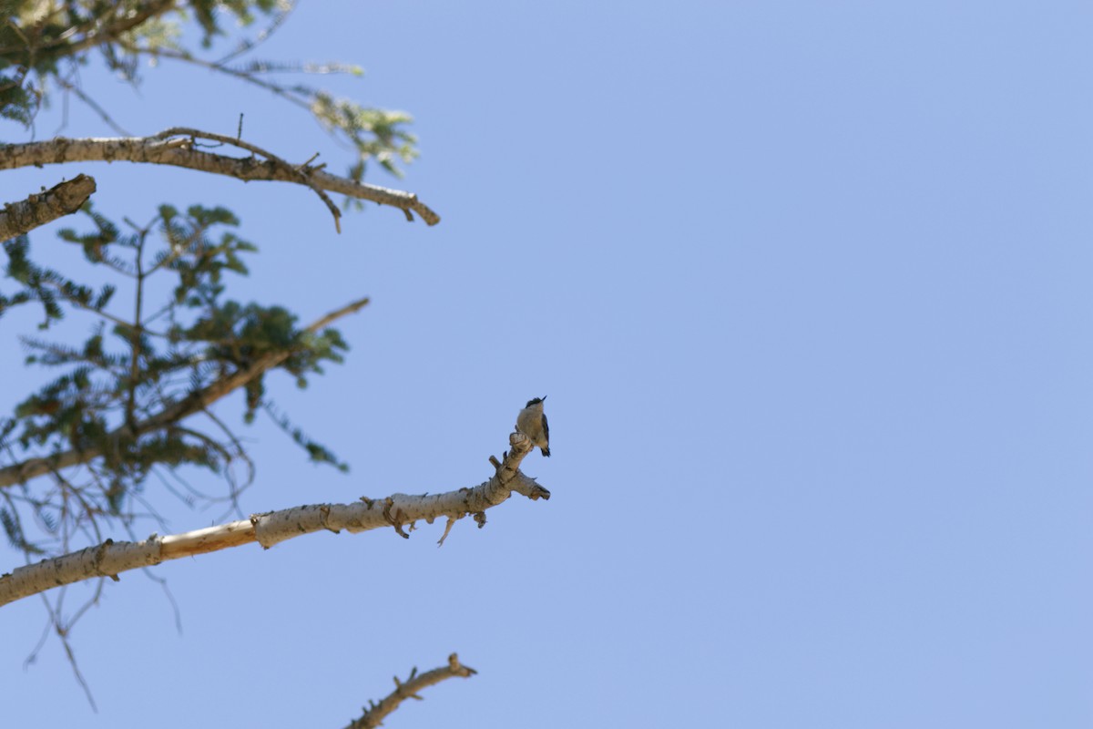 Повзик-крихітка - ML639536919