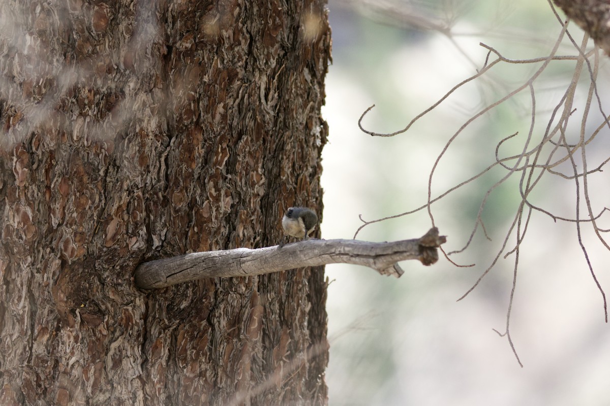 Повзик-крихітка - ML639536920