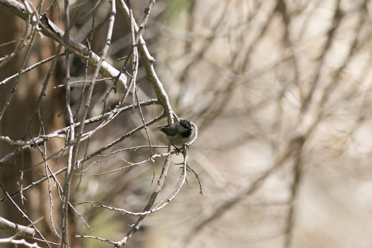 Гаїчка гірська - ML639536931