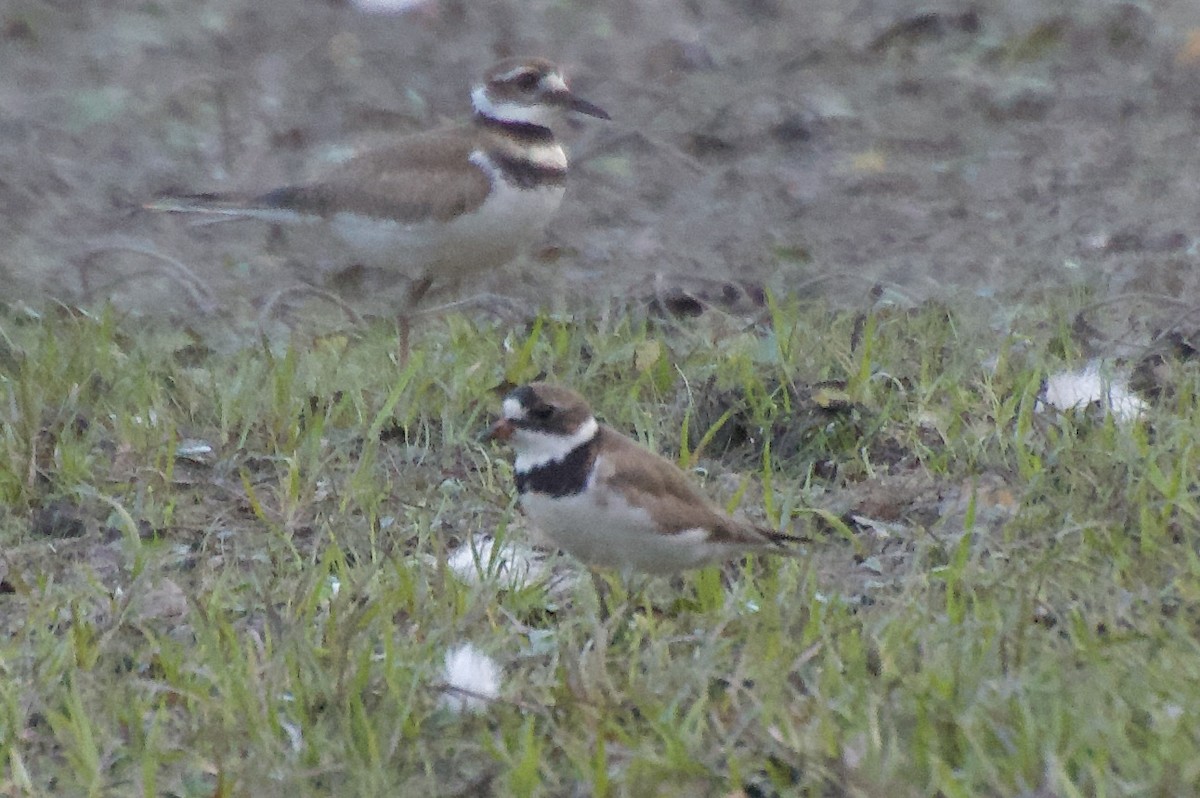 Semipalmated Plover - ML639536975