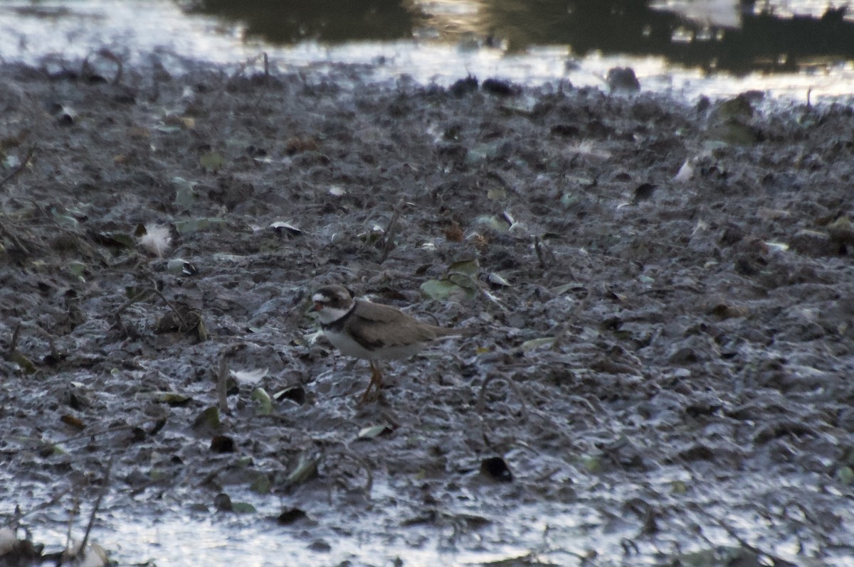 Semipalmated Plover - ML639536976