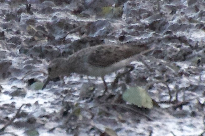 Least Sandpiper - ML639537004