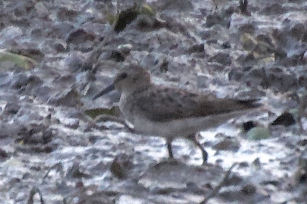 Least Sandpiper - ML639537005