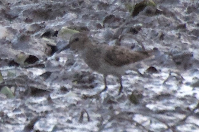 Least Sandpiper - ML639537006