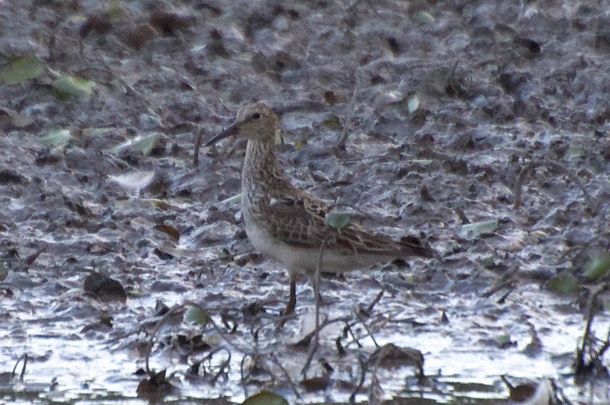 Орог элсэг - ML639537030