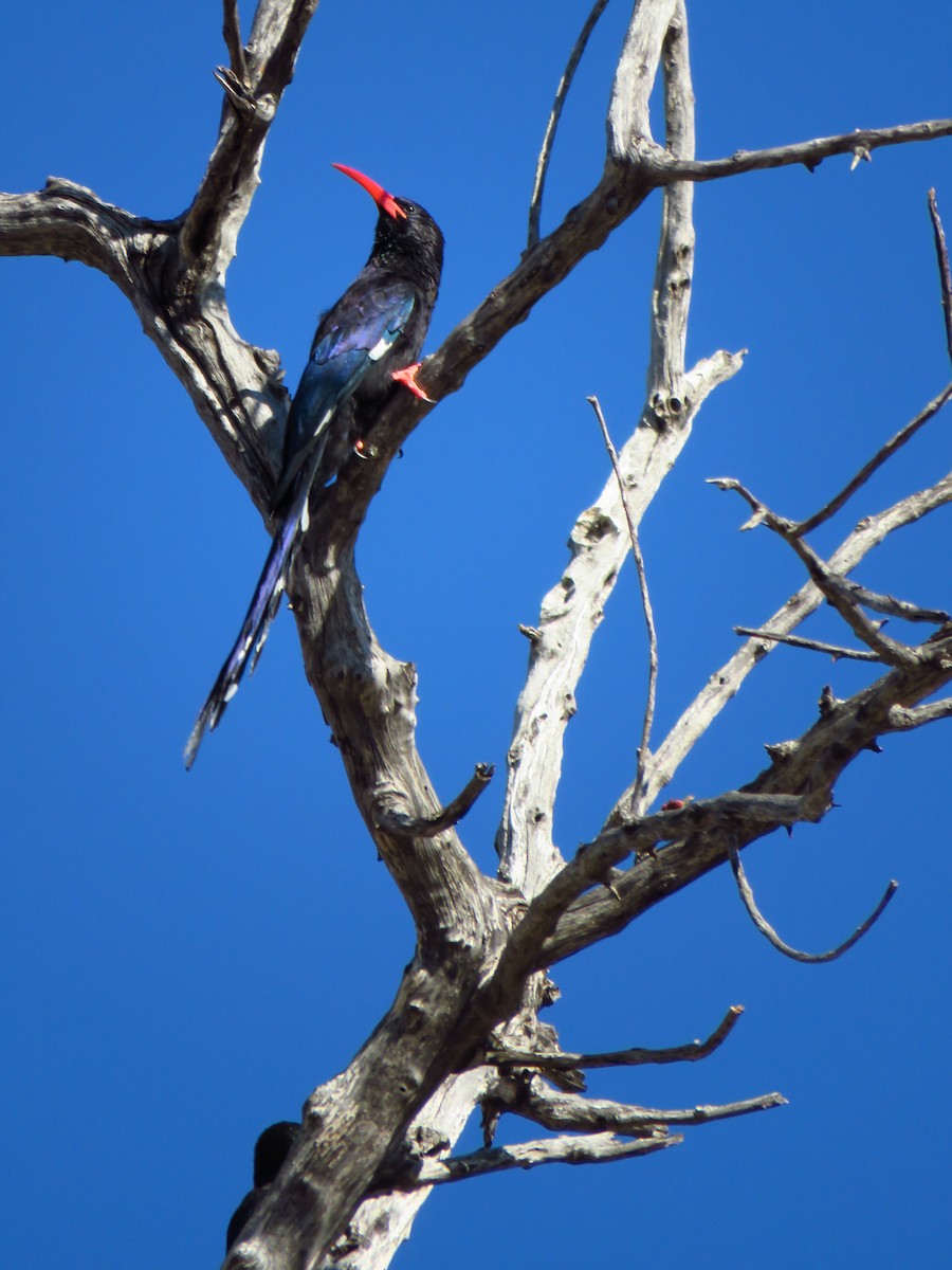 Violet Woodhoopoe (Violet) - ML639537034