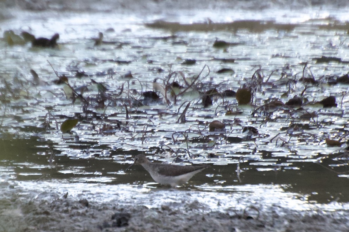 Solitary Sandpiper - ML639537036
