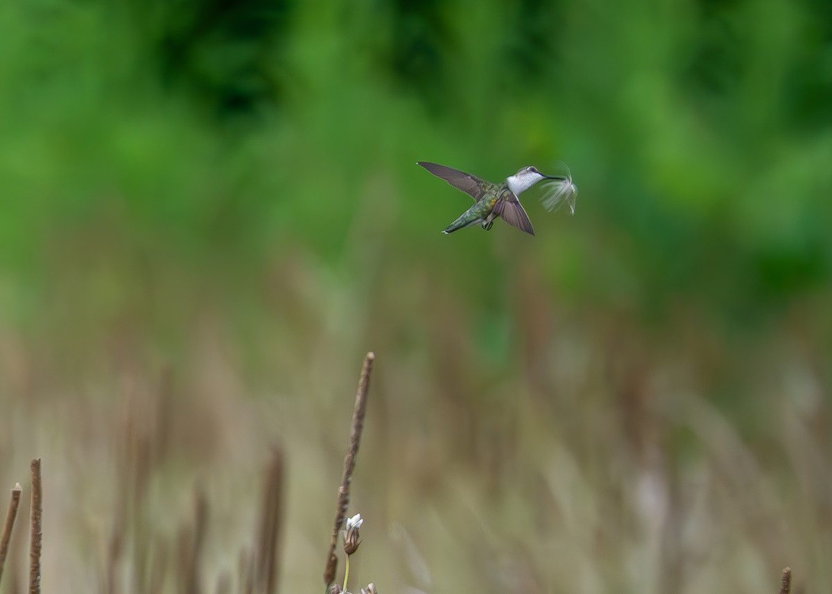 Ruby-throated Hummingbird - ML639537128