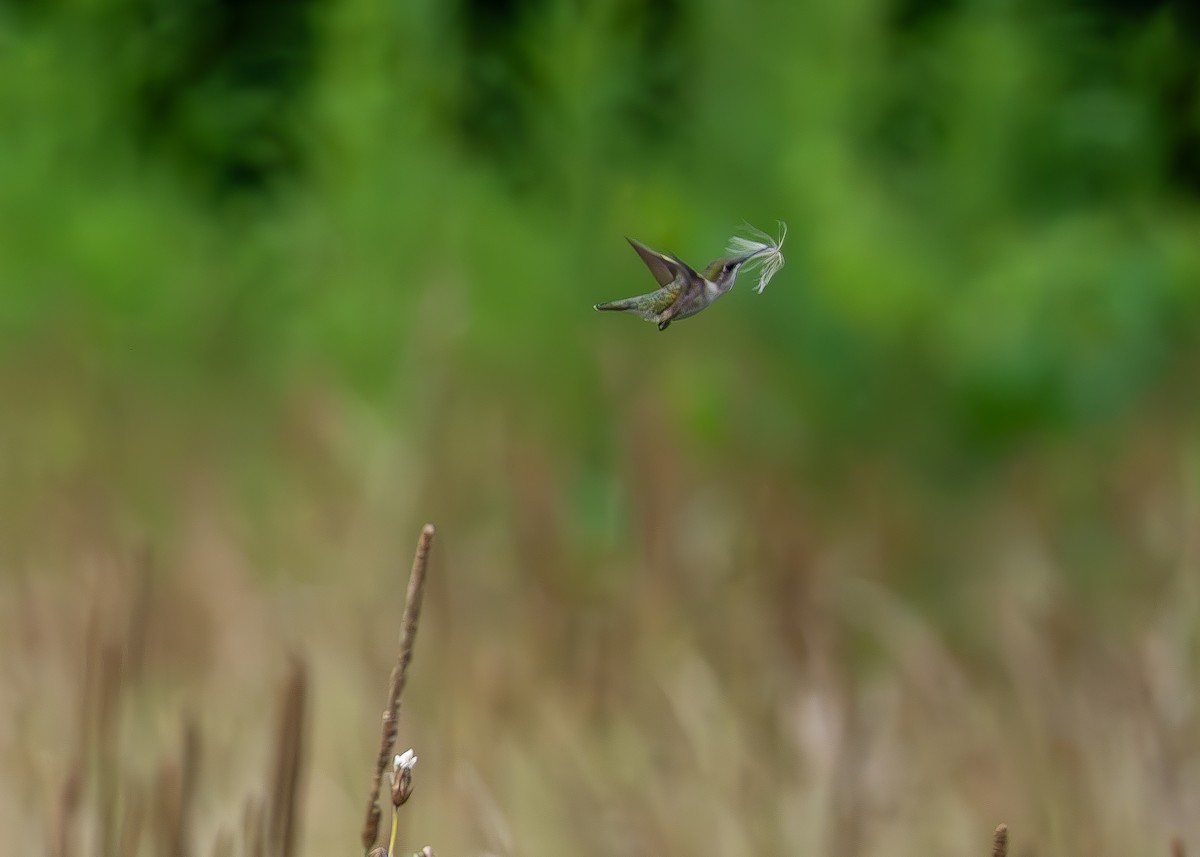 Ruby-throated Hummingbird - ML639537140