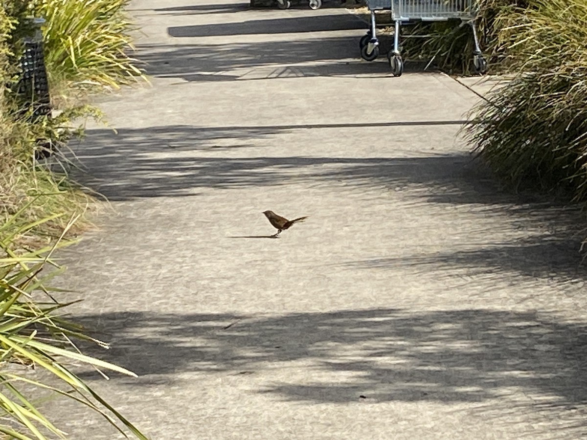Eastern Bristlebird - ML639537188