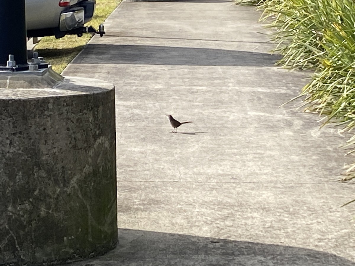 Eastern Bristlebird - ML639537189
