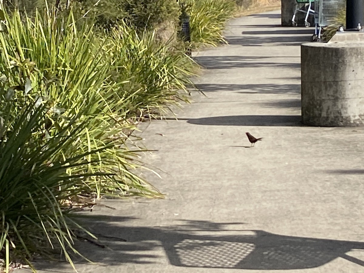 Eastern Bristlebird - ML639537190