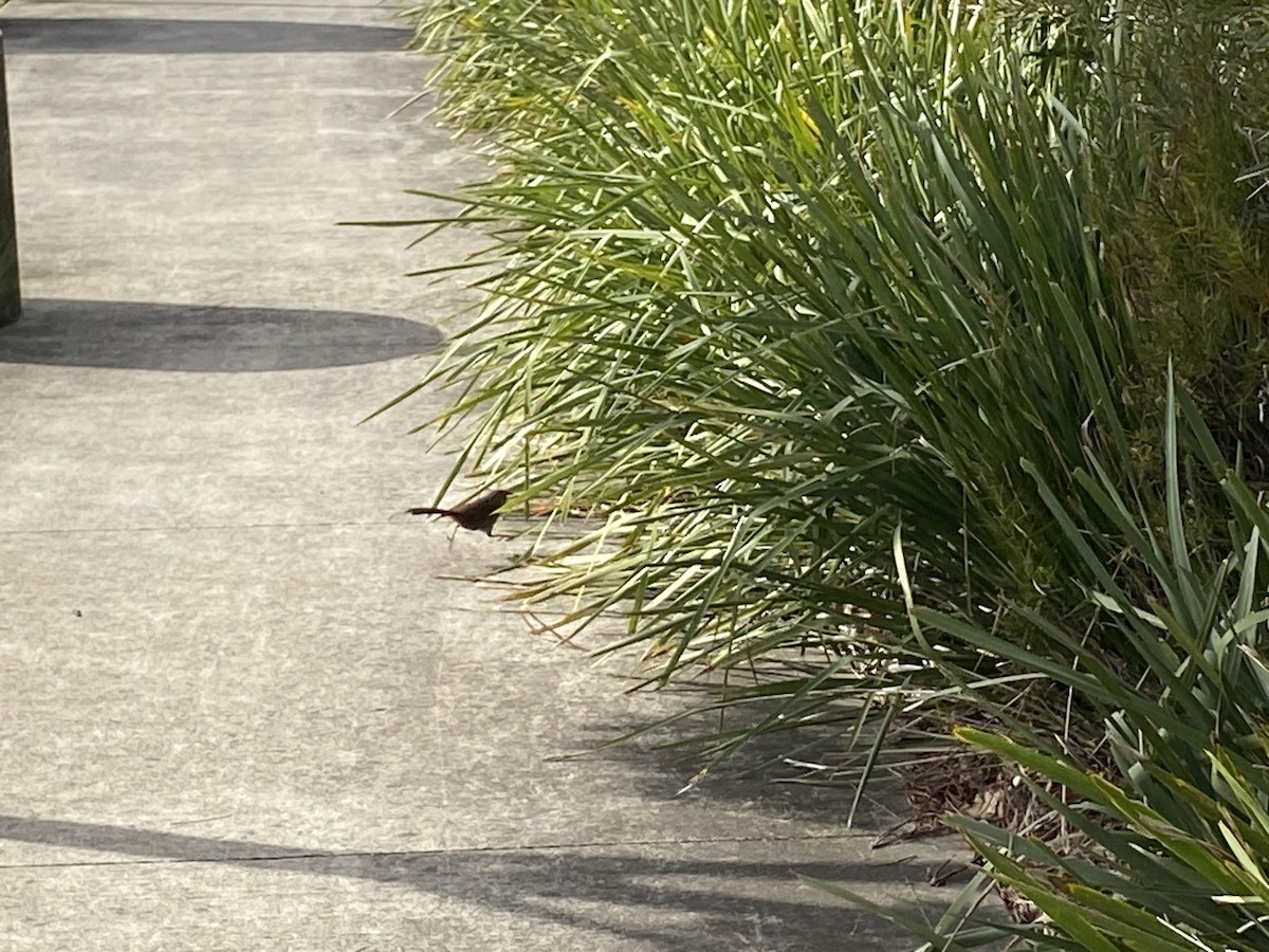 Eastern Bristlebird - ML639537191