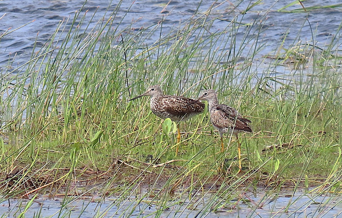 Greater Yellowlegs - ML639537209