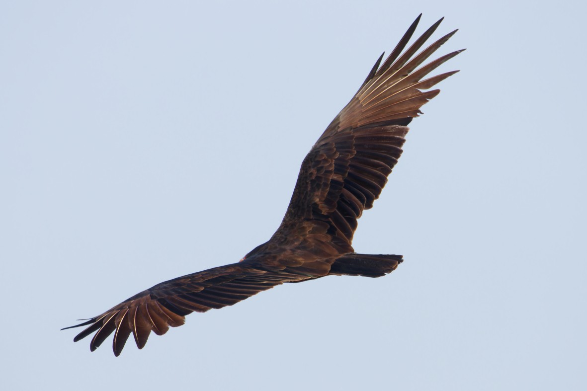 Lesser Yellow-headed Vulture - ML639537216