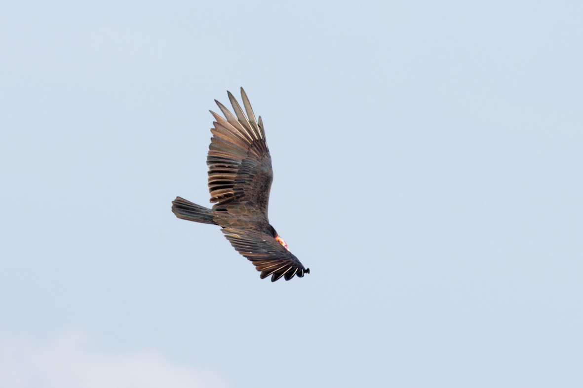 Lesser Yellow-headed Vulture - ML639537217