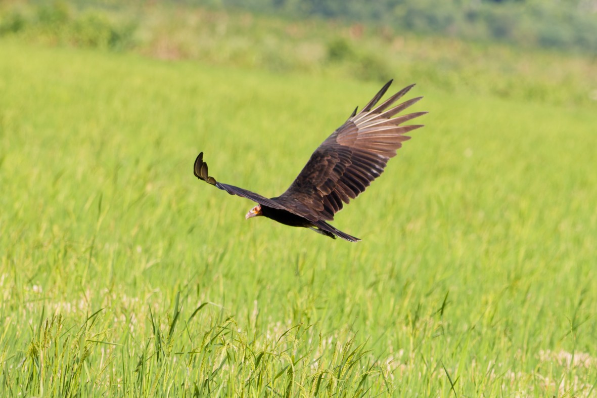 Lesser Yellow-headed Vulture - ML639537218