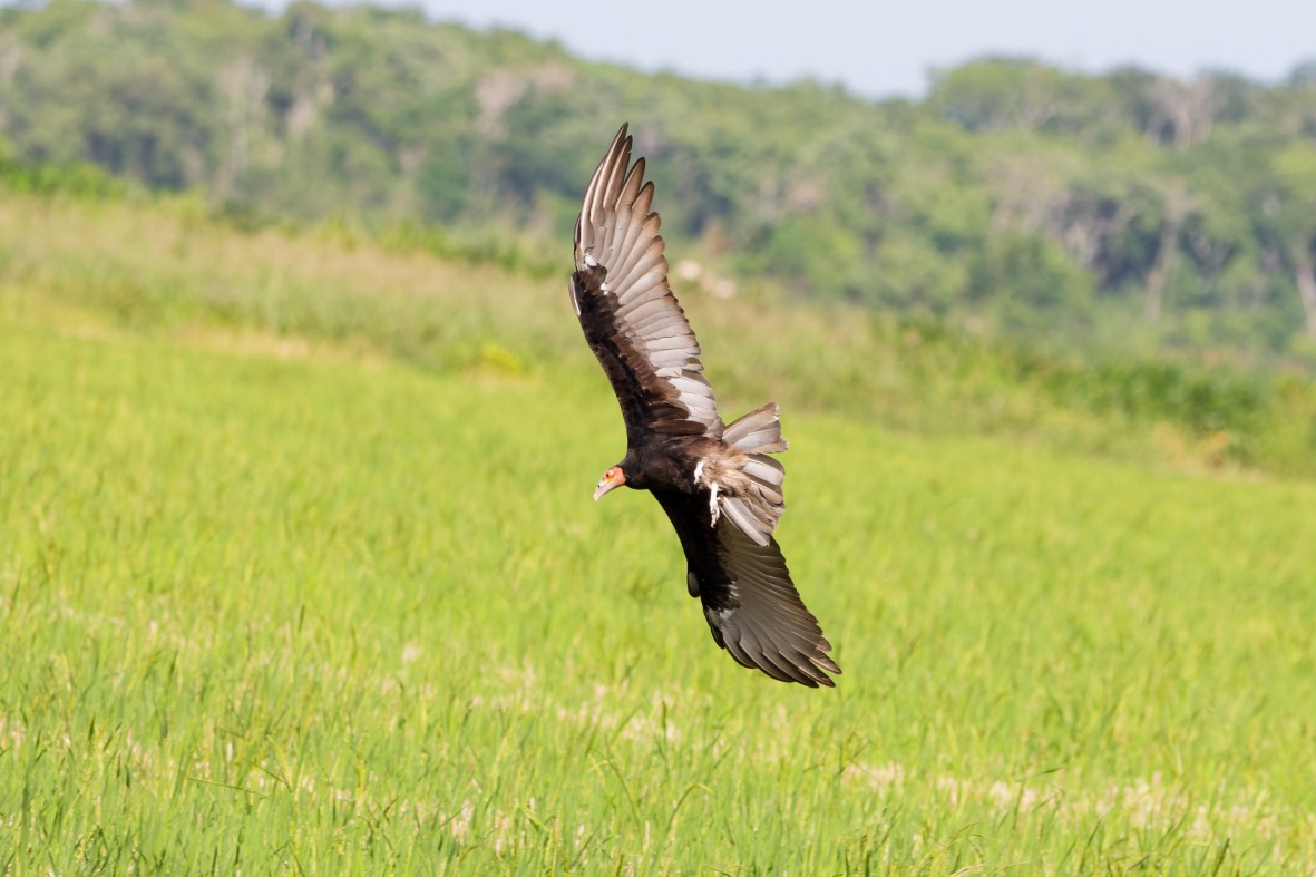 Lesser Yellow-headed Vulture - ML639537219
