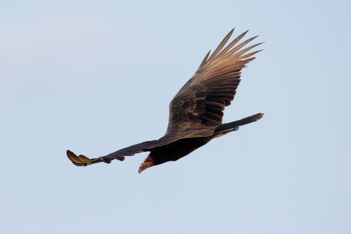 Lesser Yellow-headed Vulture - ML639537220