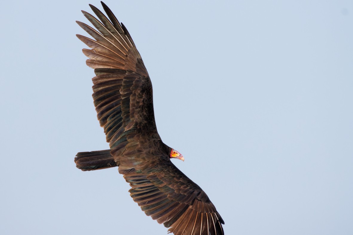 Lesser Yellow-headed Vulture - ML639537221