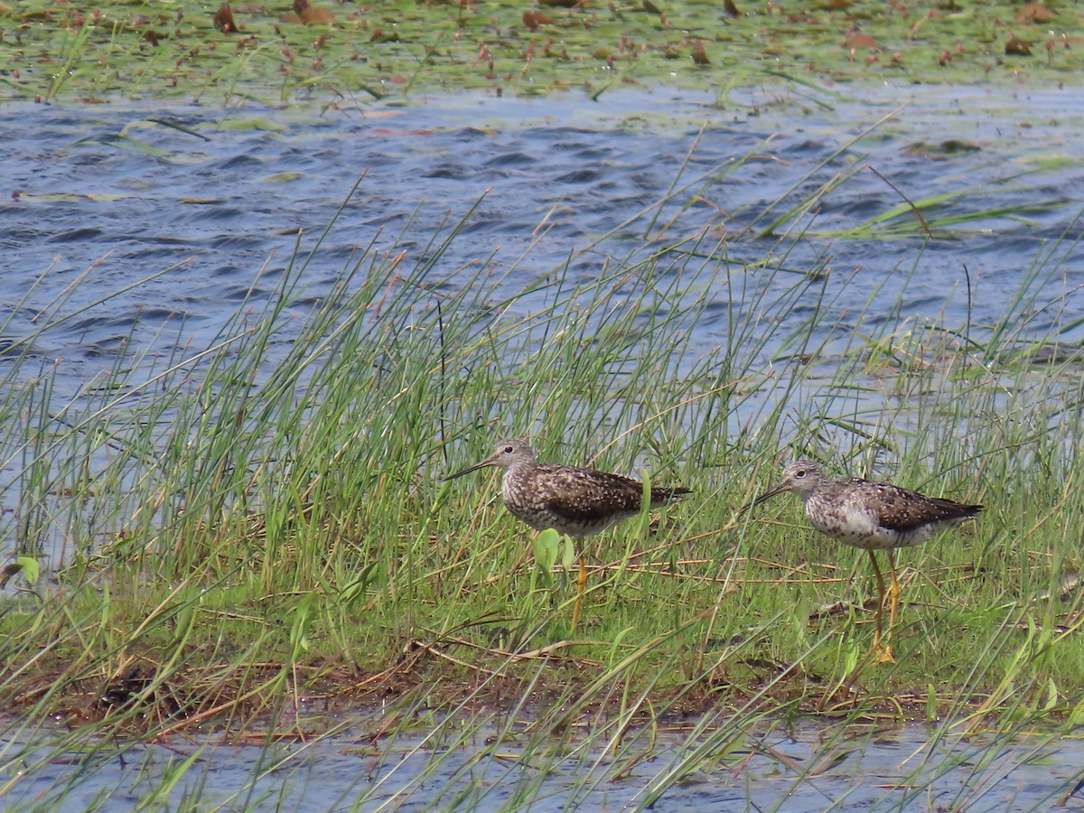 Greater Yellowlegs - ML639537231