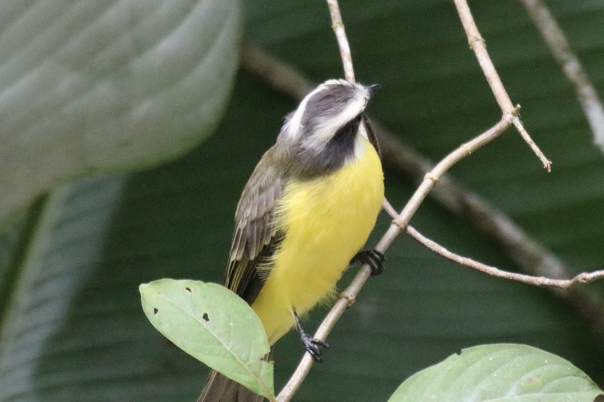 Social Flycatcher - ML639537235