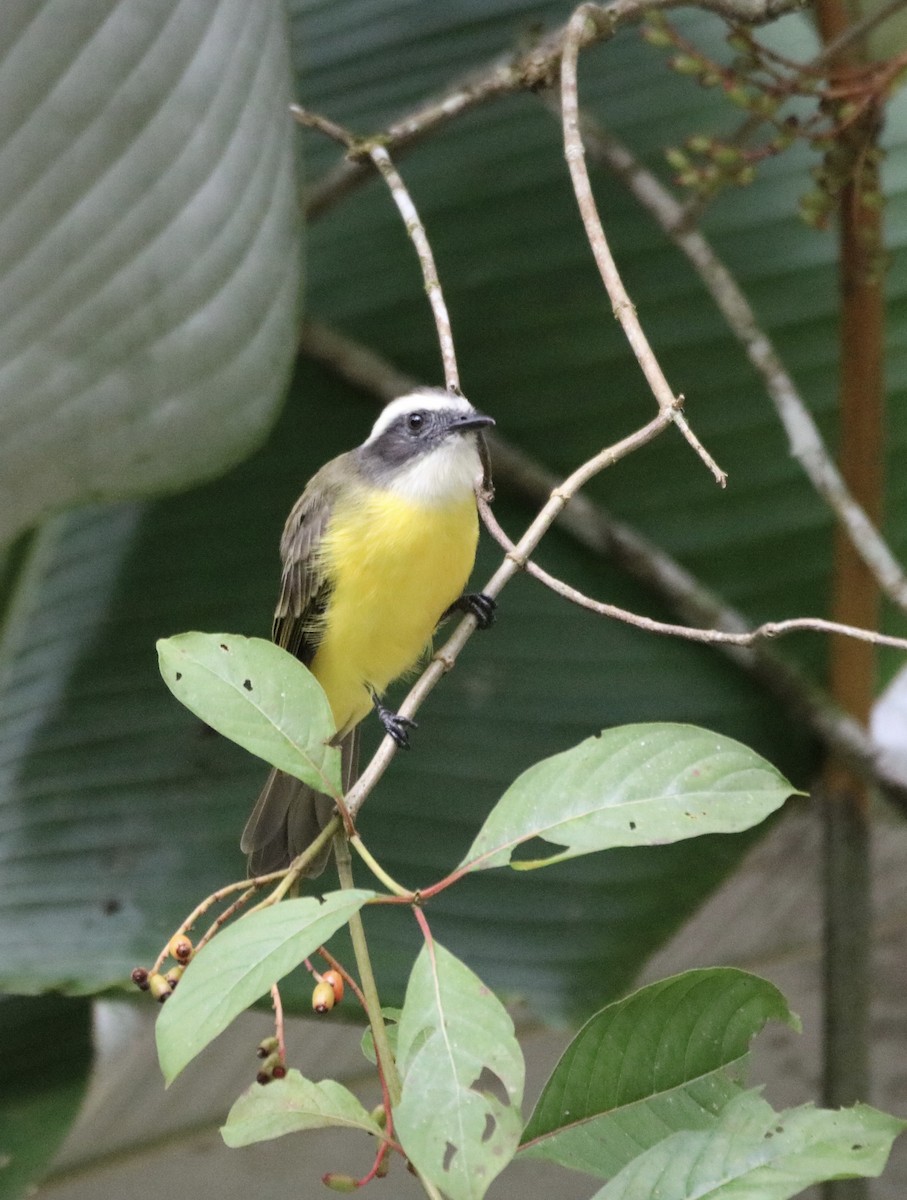 Social Flycatcher - ML639537236