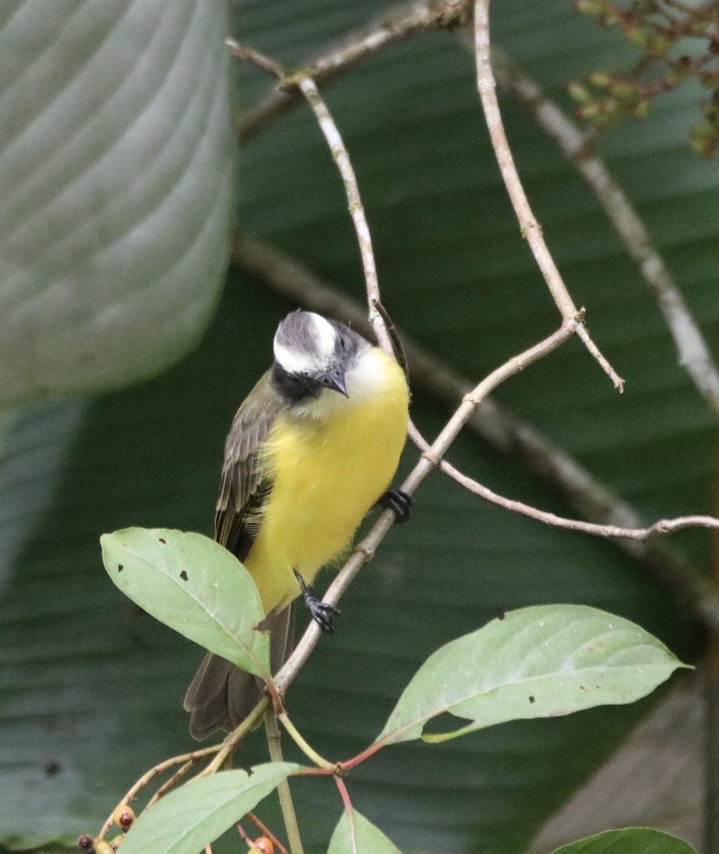 Social Flycatcher - ML639537237