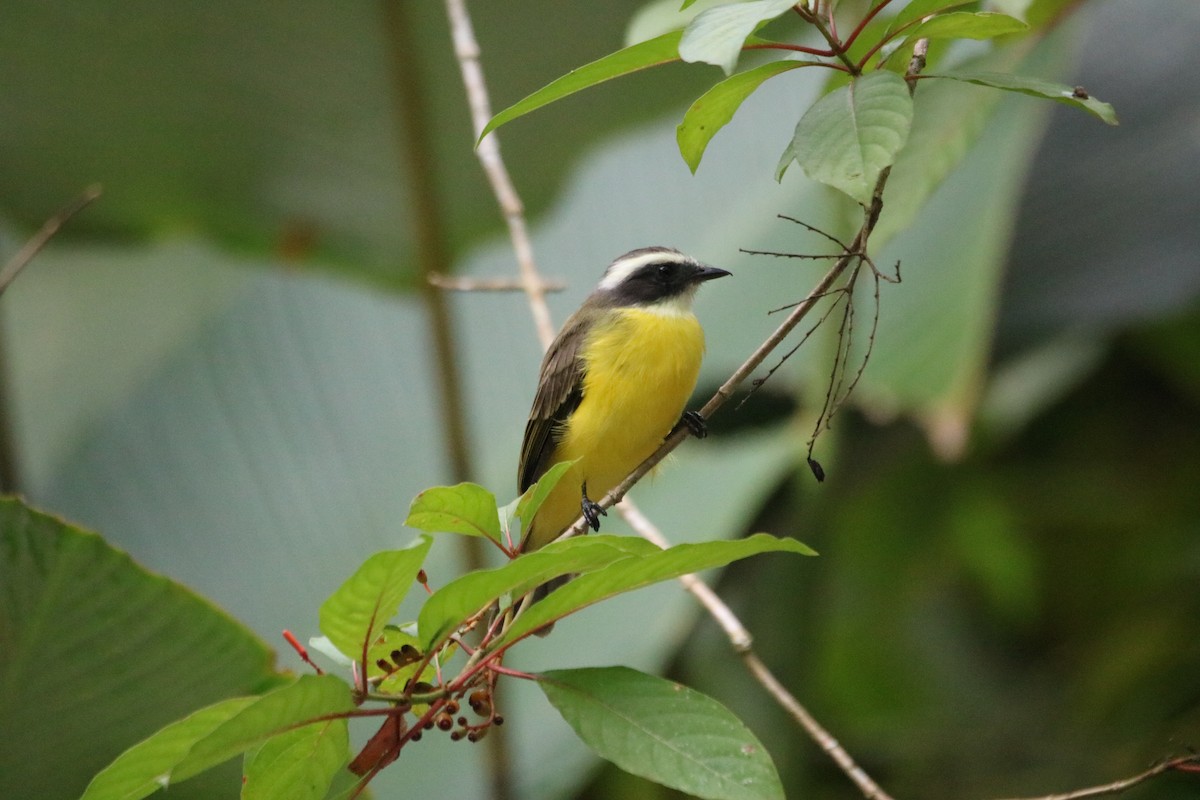 Social Flycatcher - ML639537238