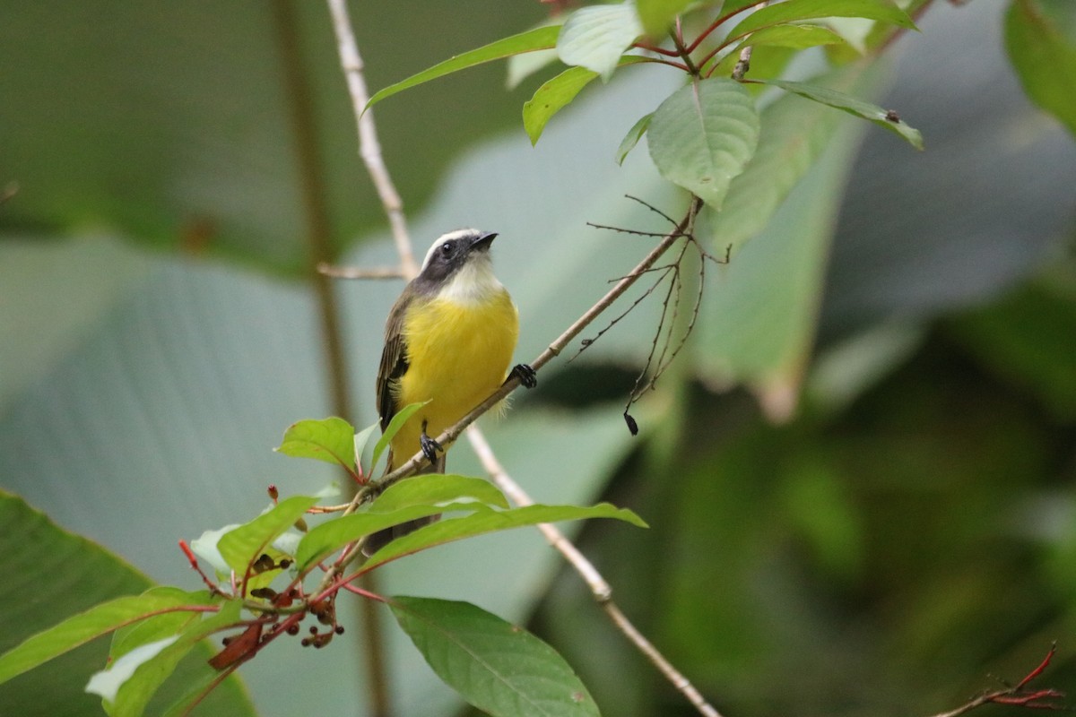 Social Flycatcher - ML639537239