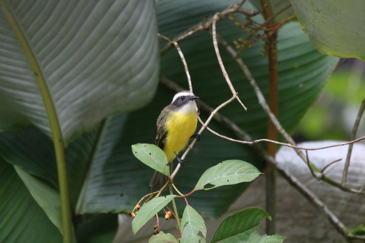 Social Flycatcher - ML639537241
