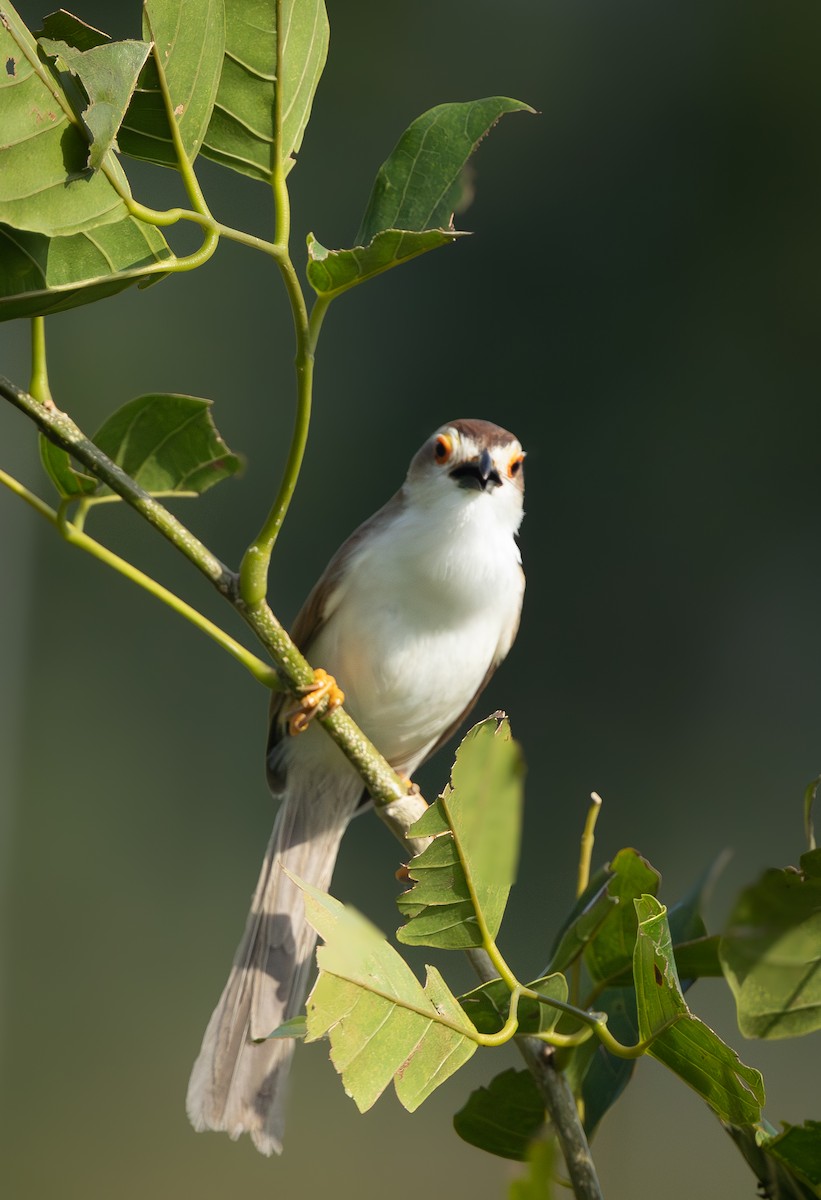 Yellow-eyed Babbler - ML639537245