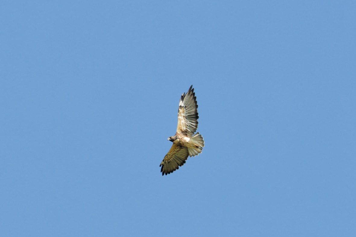 White-tailed Hawk - ML639537252
