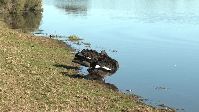 Black Swan - ML639537261