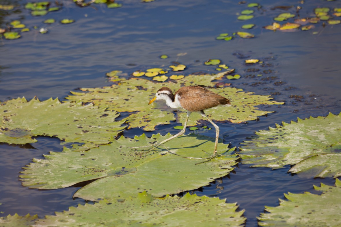 Northern Jacana - ML639537266