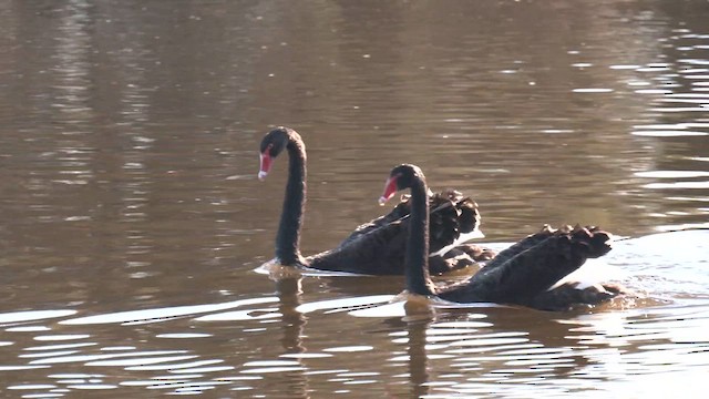 Black Swan - ML639537395