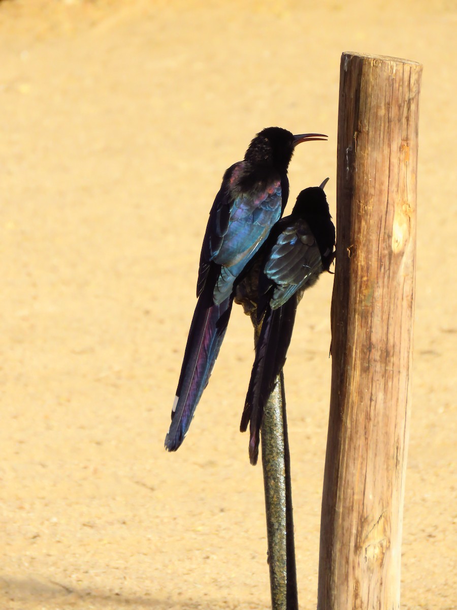 Violet Woodhoopoe (Violet) - ML639537417