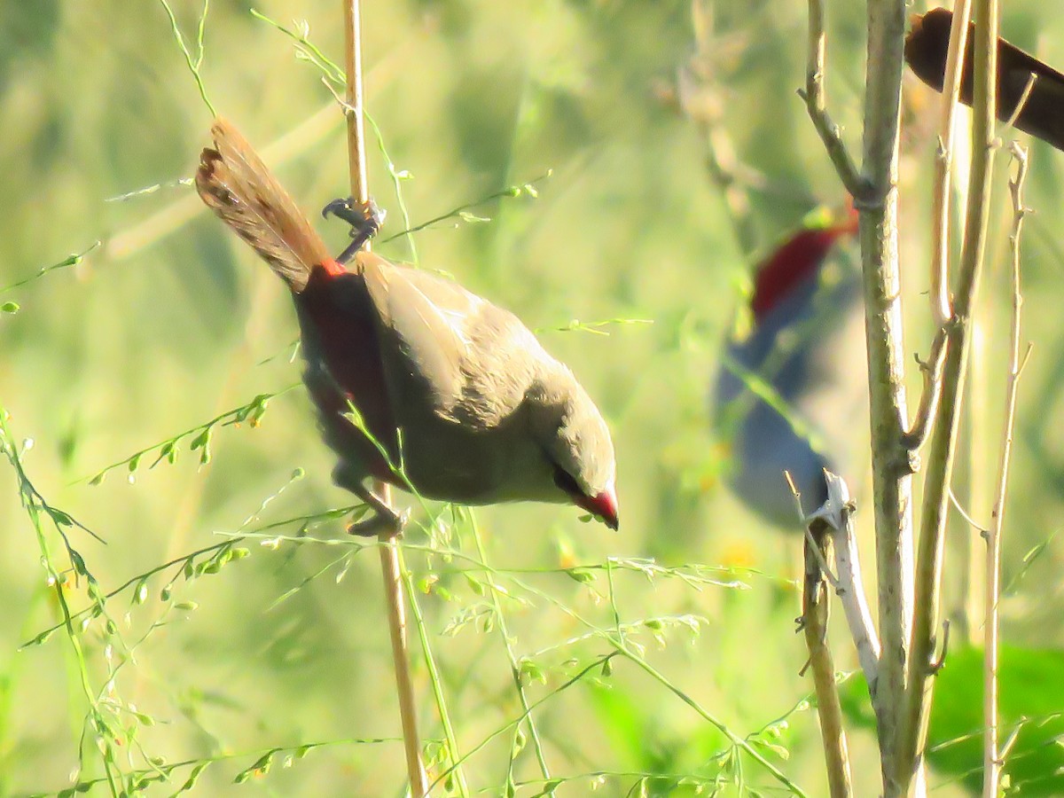 Cinderella Waxbill - ML639537618
