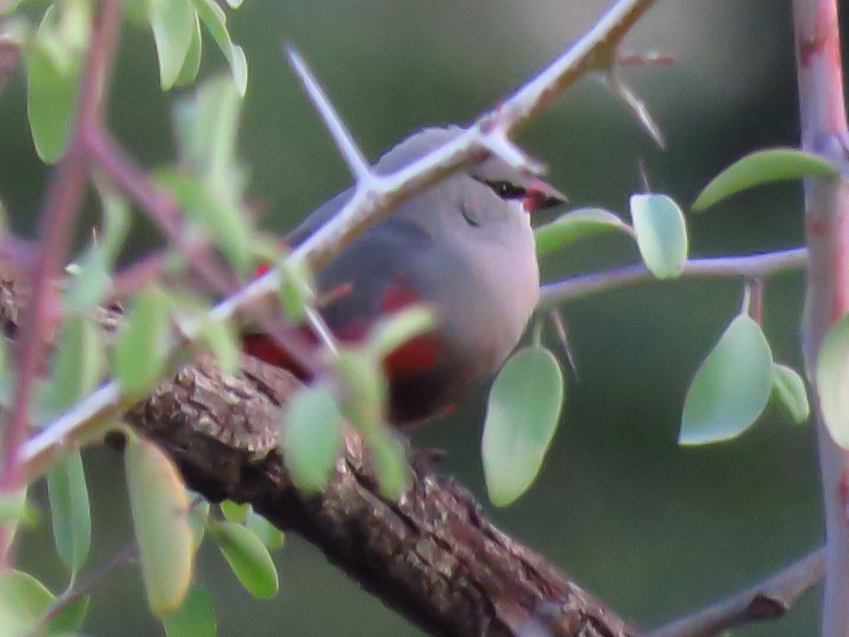 Cinderella Waxbill - ML639537619