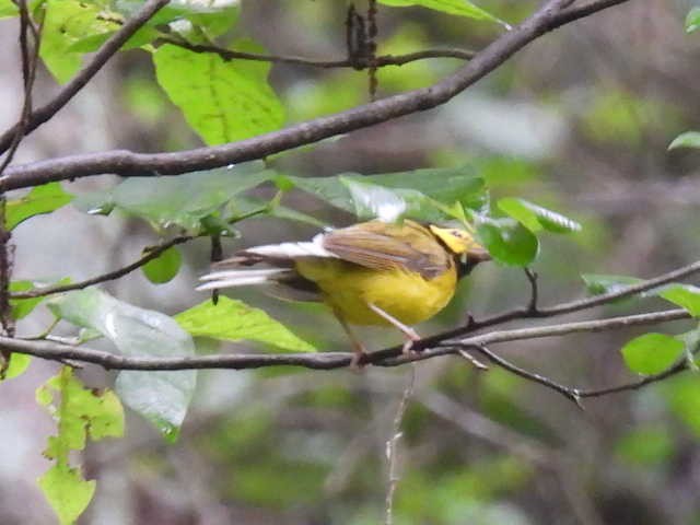 Hooded Warbler - ML639537660