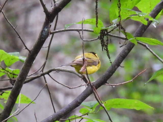 Hooded Warbler - ML639537661