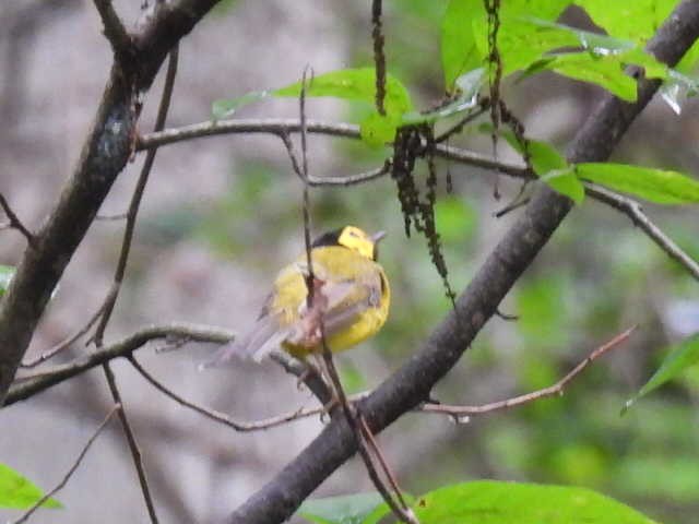 Hooded Warbler - ML639537662