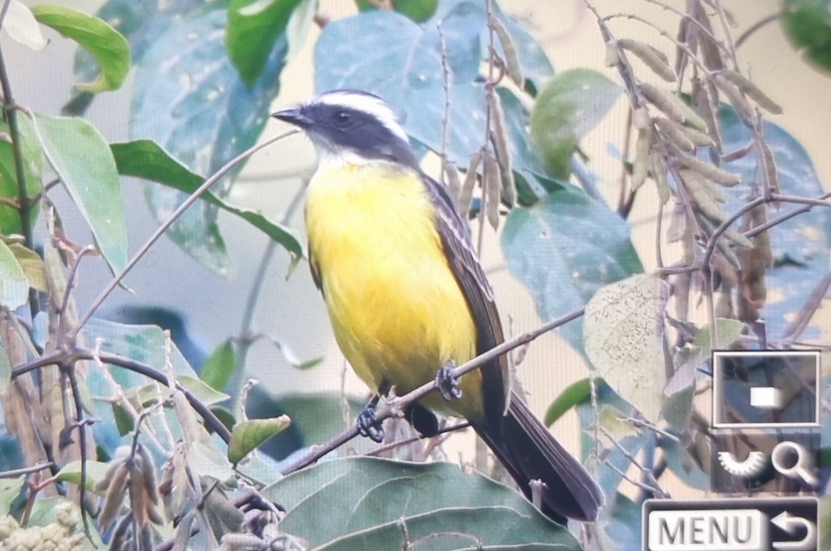 Social Flycatcher - ML639537758
