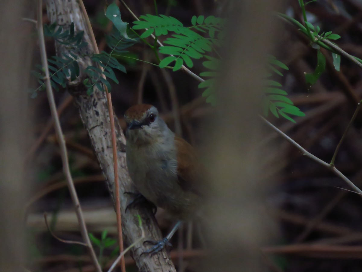 Rufous-tailed Palm-Thrush - ML639537795